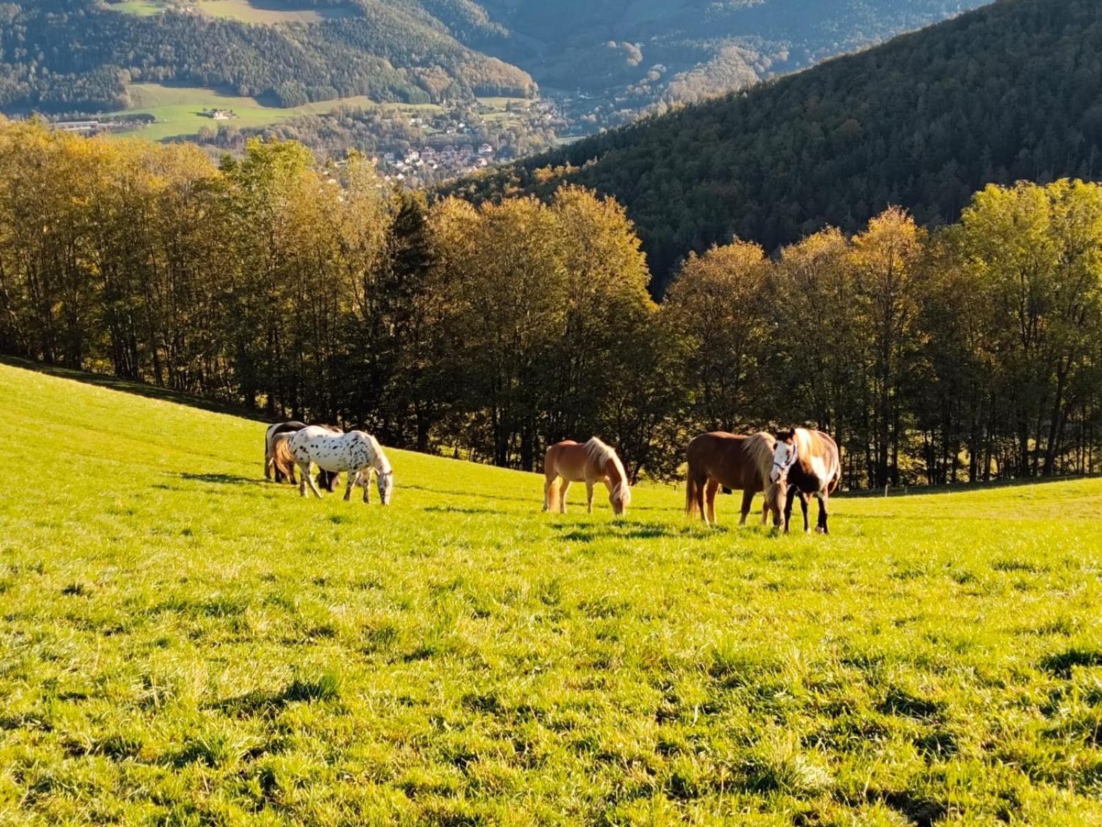 Miniferienwohnung Fuer Unkompliziertes Naturliebhaberpaerchen Payerbach Bagian luar foto